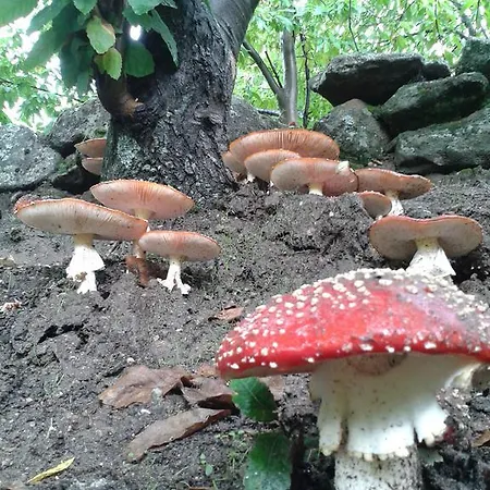 Barbacedo 2* Mijares (Castile and Leon)