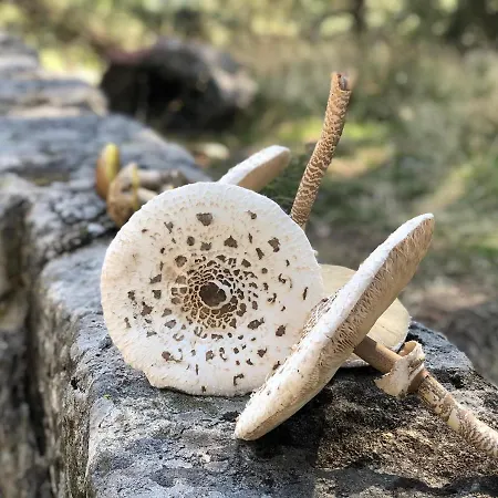 Hotel Barbacedo Mijares (Castile and Leon)