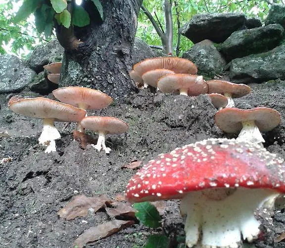 Barbacedo 2* Mijares (Castile and Leon)