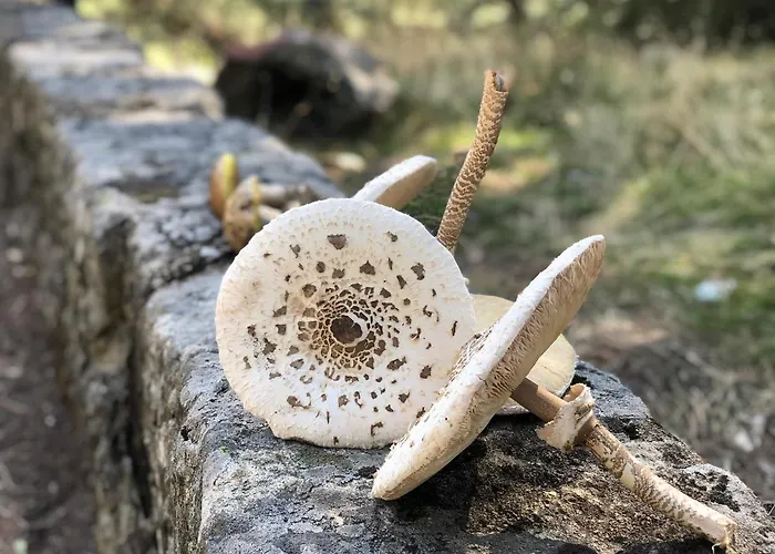 Hotel Barbacedo Mijares (Castile and Leon)